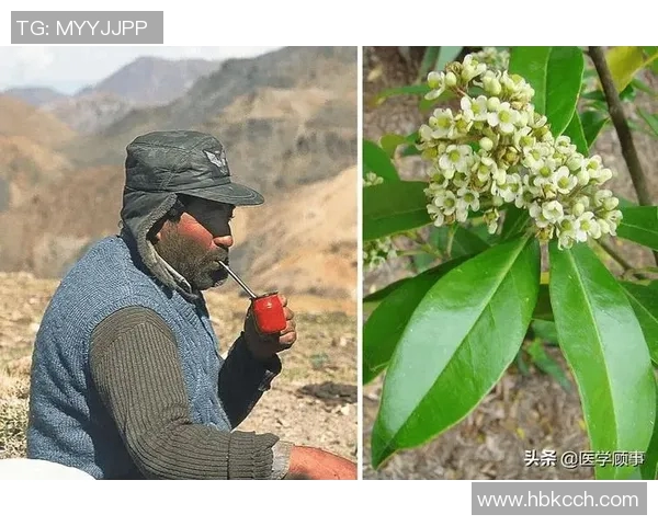 马黛茶的魅力与足球明星的激情交融探讨运动员饮品选择的文化影响